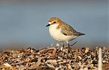 Red-capped Plover